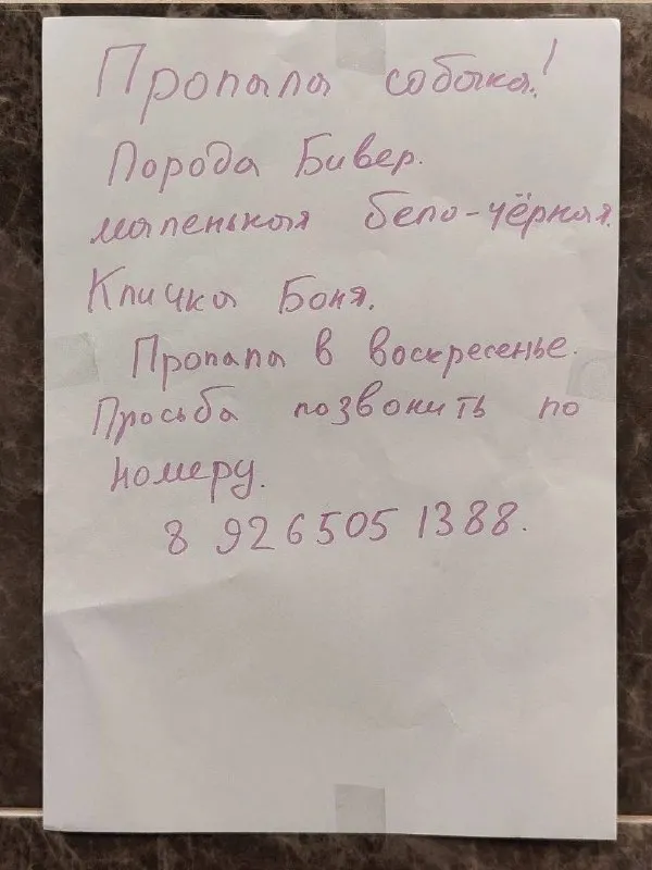 Пропала собака, бивер йорк — город Кастанаевская — фото для опознания, база потерянных питомцев Pathfinder