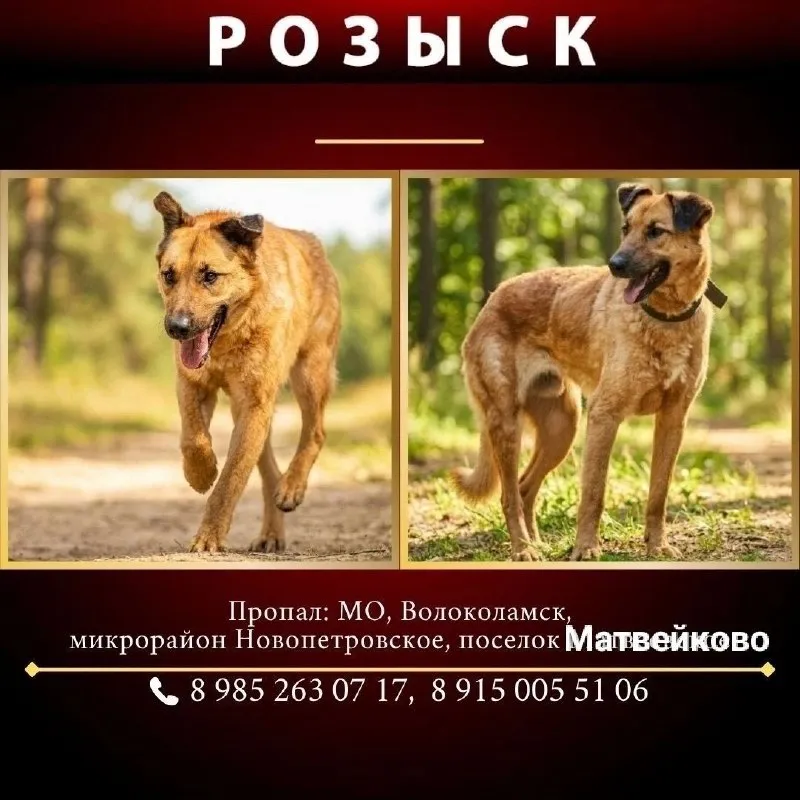 Пропала собака — город Волоколамск — фото для опознания, база потерянных питомцев Pathfinder