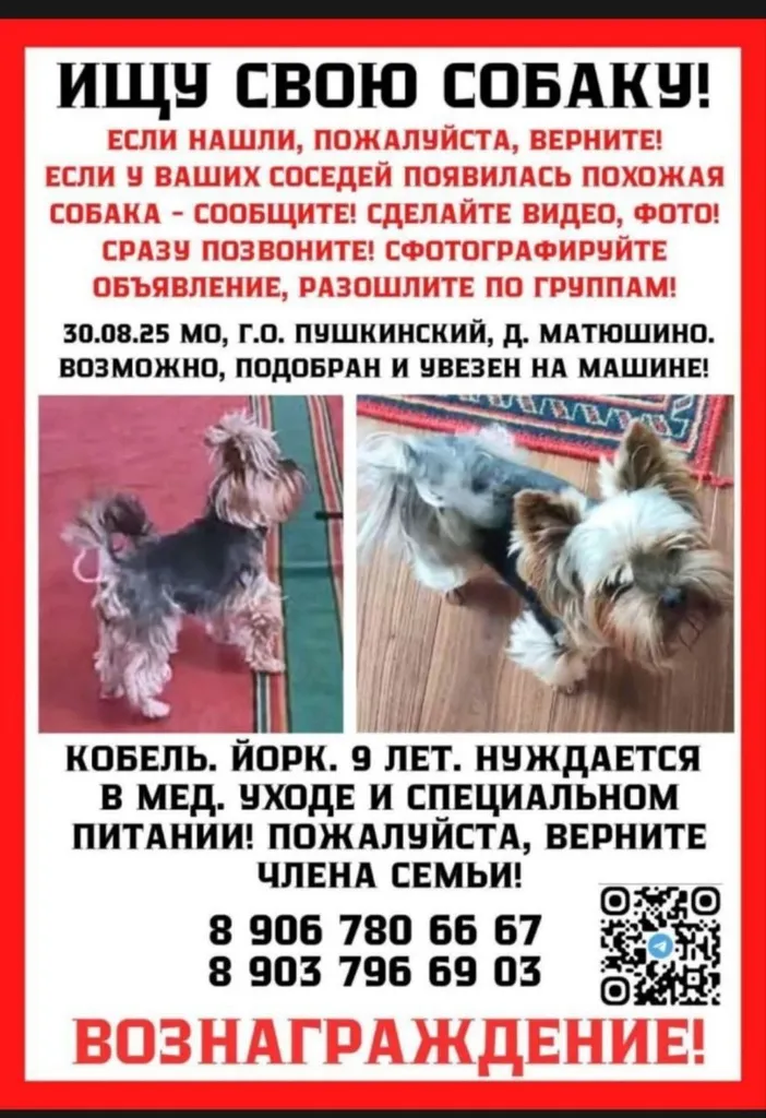Пропала собака, йорк — город Пушкинский — фото для опознания, база потерянных питомцев Pathfinder