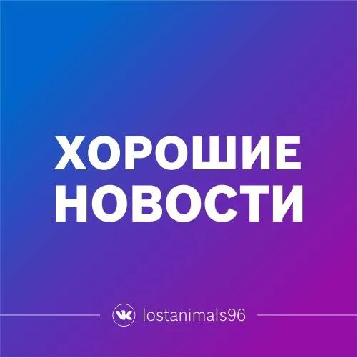 Пропала кошка в Екатеринбурге — фото для опознания, база потерянных питомцев Pathfinder