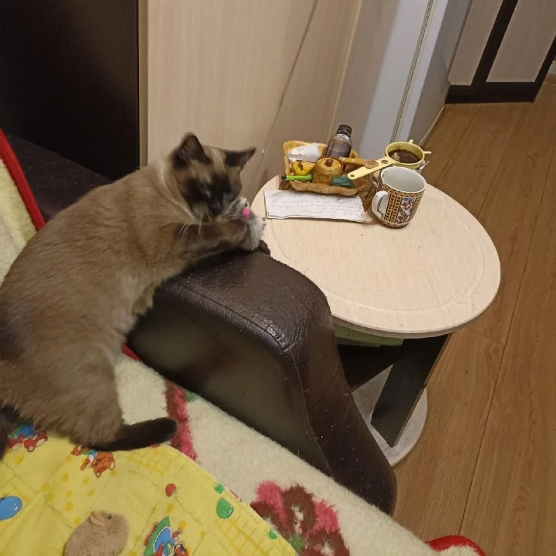 Пропала кошка — город Верхняя Пышма — фото для опознания, база потерянных питомцев Pathfinder