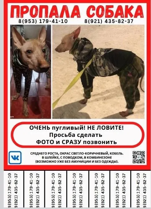 Пропала собака в Санкт-Петербурге — фото для опознания, база потерянных питомцев Pathfinder