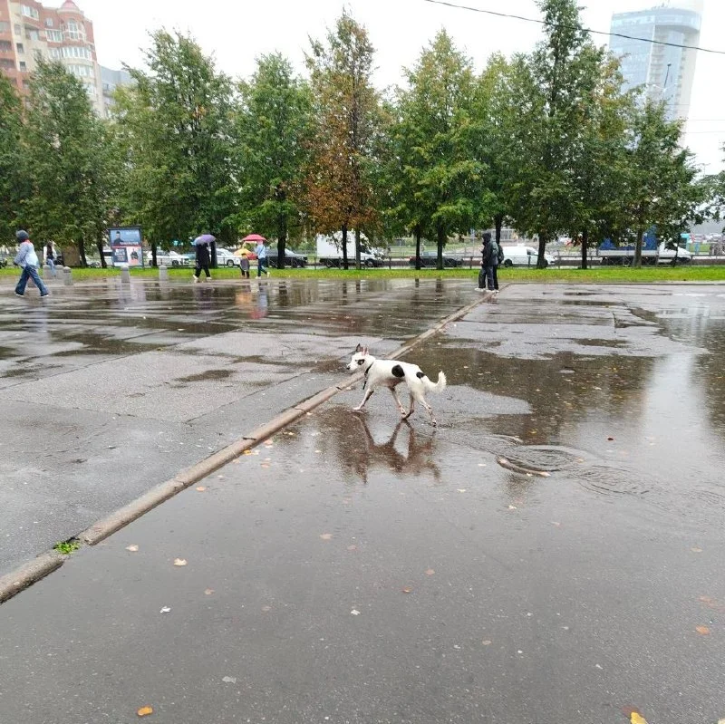 Найдена собака в Санкт-Петербурге — фото для опознания, база потерянных питомцев Pathfinder