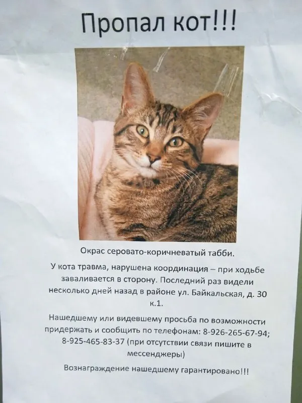 Пропала кошка — город Гольяново — фото для опознания, база потерянных питомцев Pathfinder
