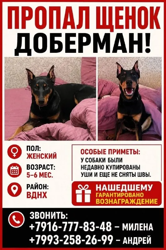 Пропала собака, доберман в Москве — фото для опознания, база потерянных питомцев Pathfinder