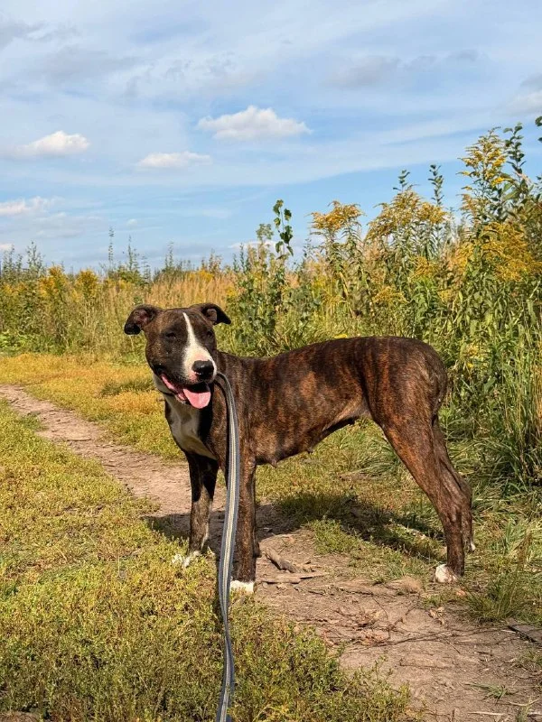 Пропала собака, метис в Москве — фото для опознания, база потерянных питомцев Pathfinder