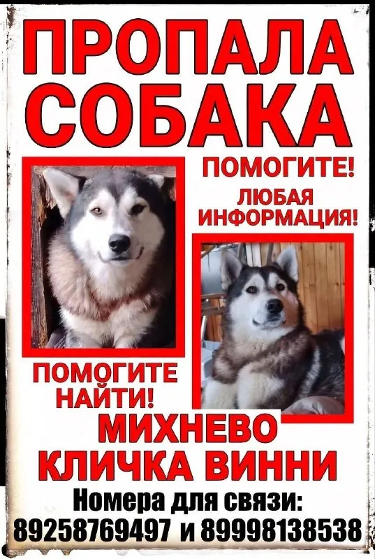 Пропала собака, хаски — город Михнево — фото для опознания, база потерянных питомцев Pathfinder