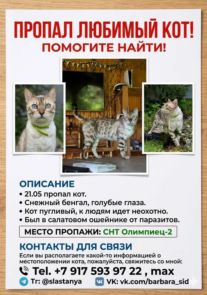 Пропала кошка, бенгальская — город Голицыно — фото для опознания, база потерянных питомцев Pathfinder
