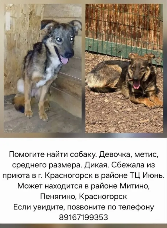 Пропала собака — город Красногорск — фото для опознания, база потерянных питомцев Pathfinder