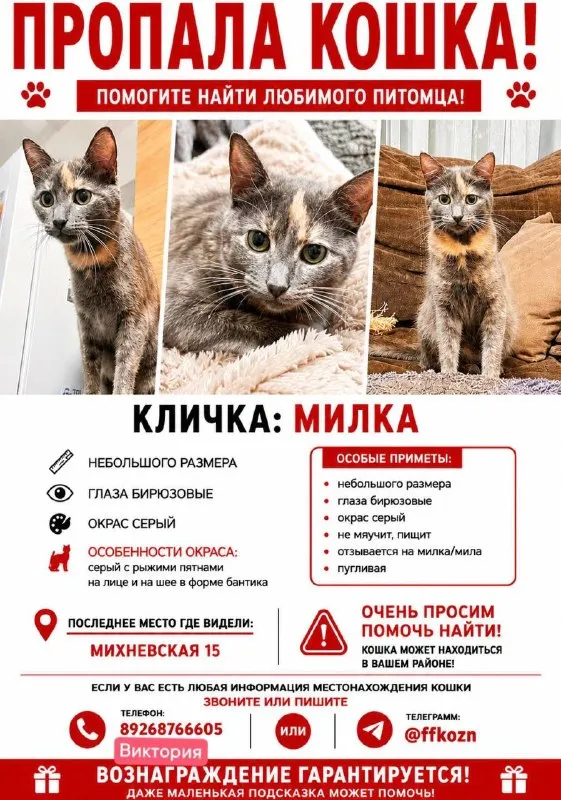Пропала кошка в Москве — фото для опознания, база потерянных питомцев Pathfinder