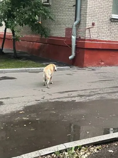 Найдена собака, лабрадор — город Люблино — фото для опознания, база потерянных питомцев Pathfinder