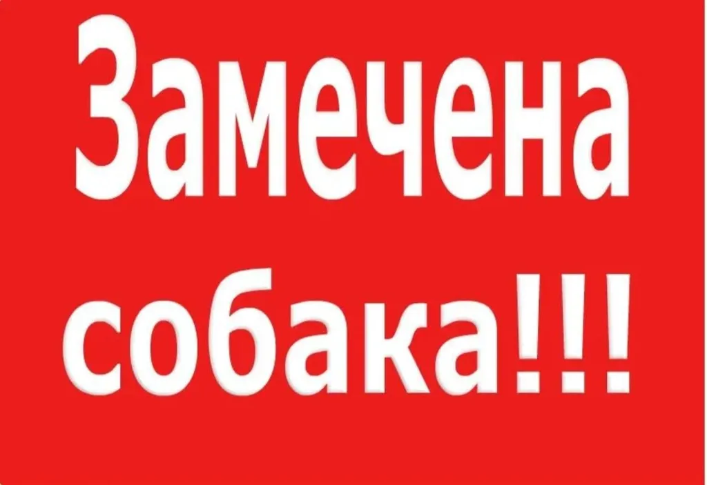 Найдена собака, лабрадор в Москве — фото для опознания, база потерянных питомцев Pathfinder
