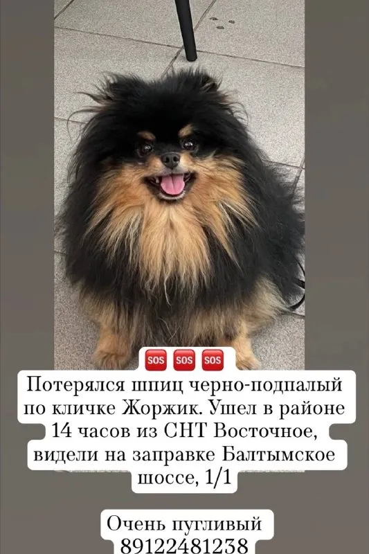 Пропала собака, шпиц в Екатеринбурге — фото для опознания, база потерянных питомцев Pathfinder