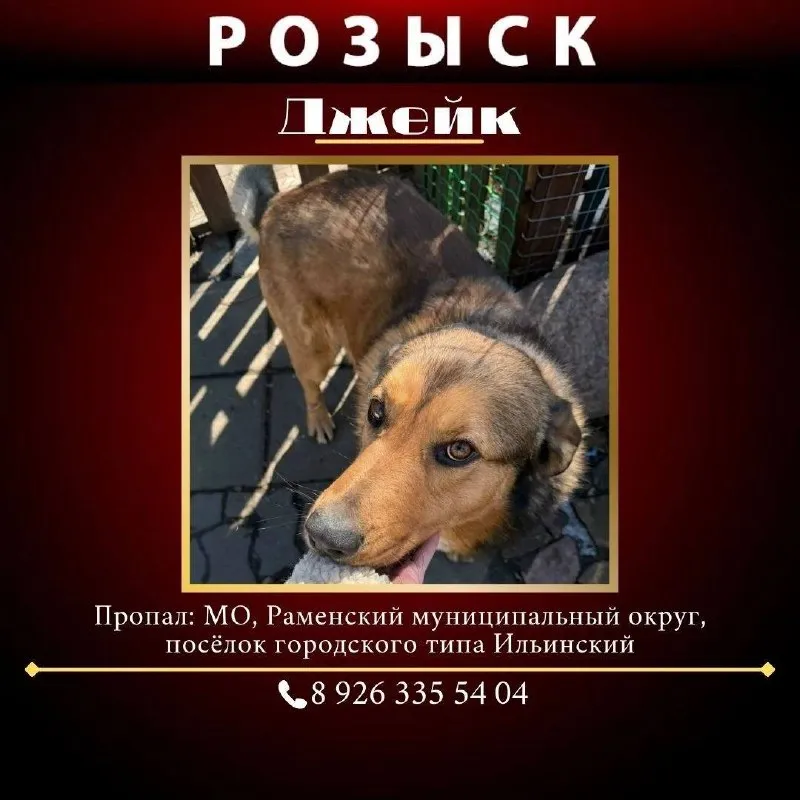 Пропала собака, дворняга — город Ильинский — фото для опознания, база потерянных питомцев Pathfinder
