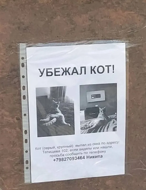 Пропала кошка в Екатеринбурге — фото для опознания, база потерянных питомцев Pathfinder
