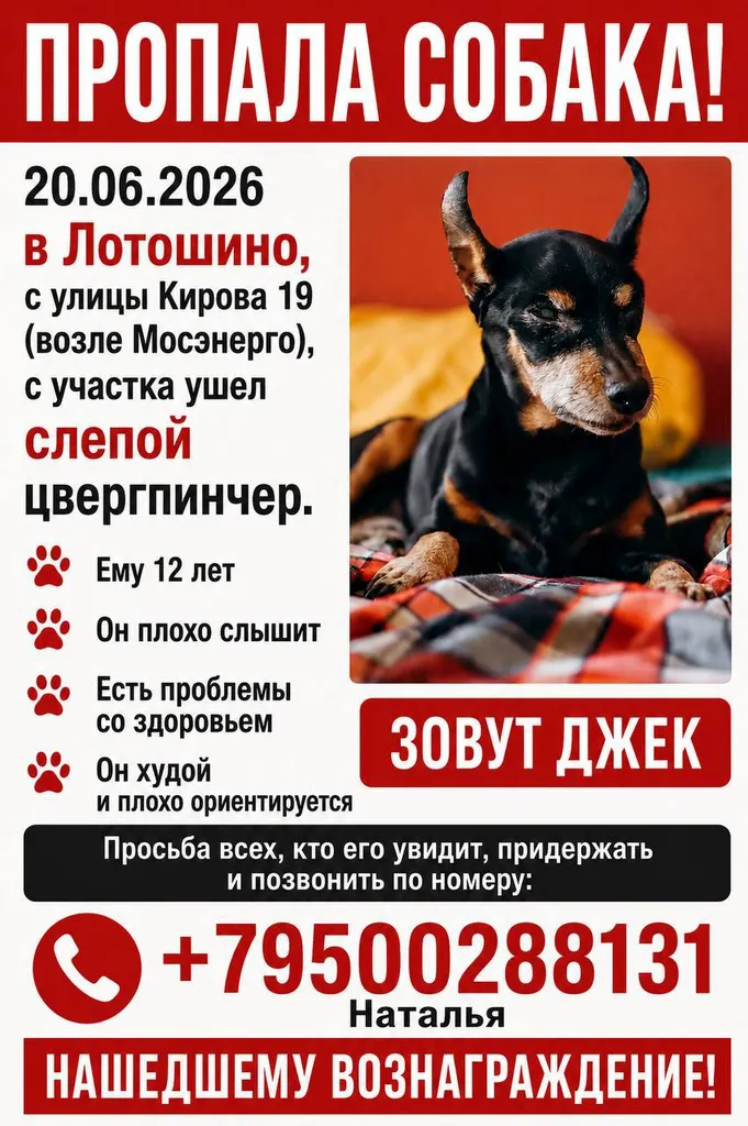 Пропала собака, цвергпинчер — город Лотошино — фото для опознания, база потерянных питомцев Pathfinder