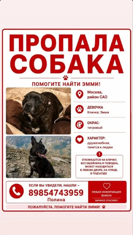 Пропала собака, стаффордширский бультерьер в Москве — фото для опознания, база потерянных питомцев Pathfinder