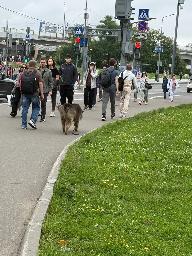 Найдена собака, дворняжка в Москве — фото для опознания, база потерянных питомцев Pathfinder