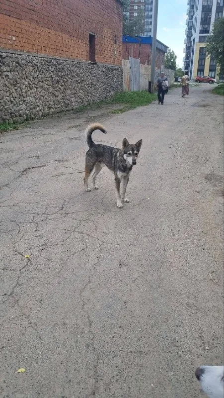 Найдена собака в Екатеринбурге — фото для опознания, база потерянных питомцев Pathfinder
