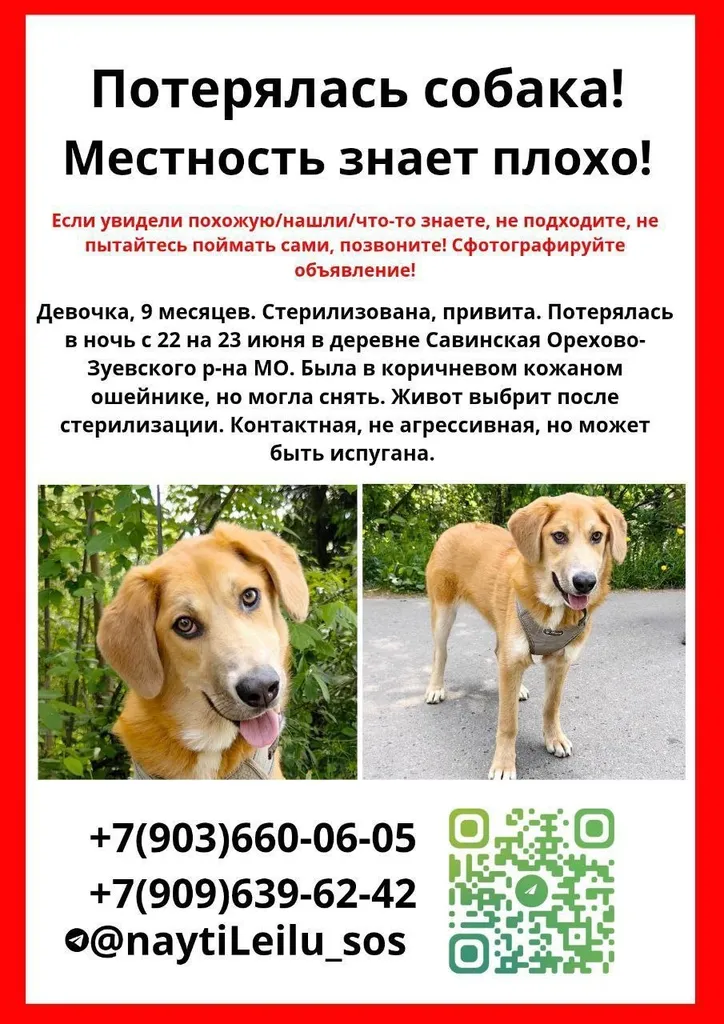 Пропала собака — город Орехово-Зуево — фото для опознания, база потерянных питомцев Pathfinder