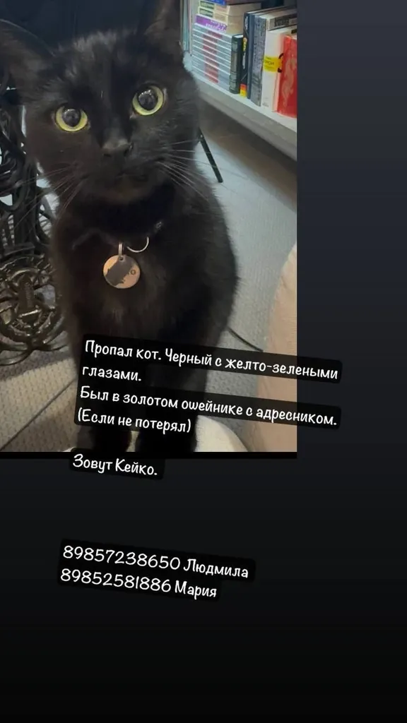 Пропала кошка в Москве — фото для опознания, база потерянных питомцев Pathfinder
