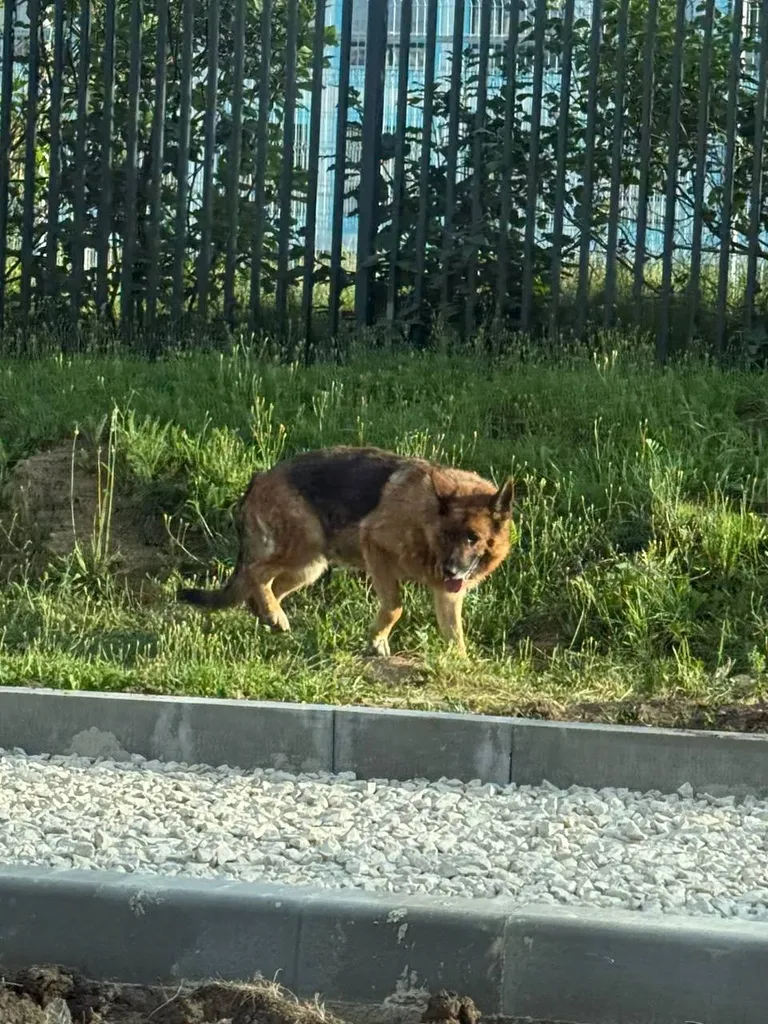 Найдена собака, немецкая овчарка в Москве — фото для опознания, база потерянных питомцев Pathfinder