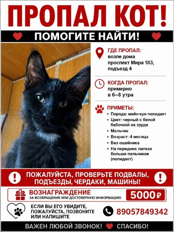 Пропала кошка, мейн-кун в Москве — фото для опознания, база потерянных питомцев Pathfinder