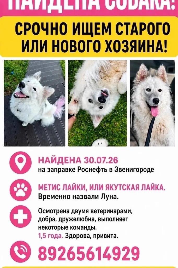 Найдена собака, метис лайки — город Звенигород — фото для опознания, база потерянных питомцев Pathfinder