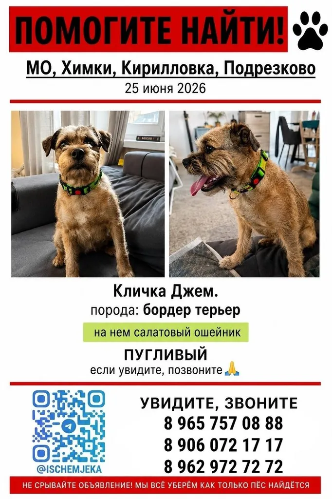 Пропала собака, бордер терьер — город Химки — фото для опознания, база потерянных питомцев Pathfinder