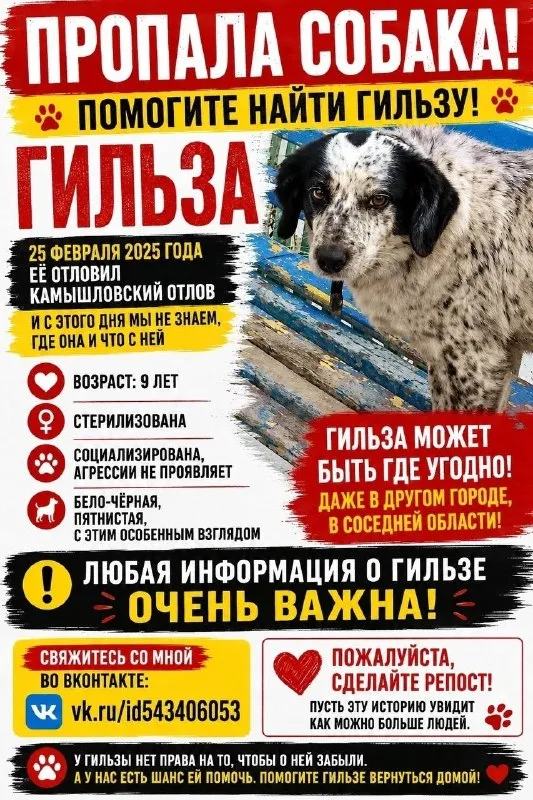 Пропала собака — город Камышлов — фото для опознания, база потерянных питомцев Pathfinder