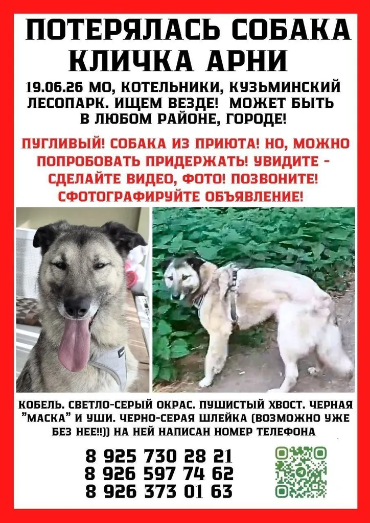 Пропала собака — город Котельники — фото для опознания, база потерянных питомцев Pathfinder