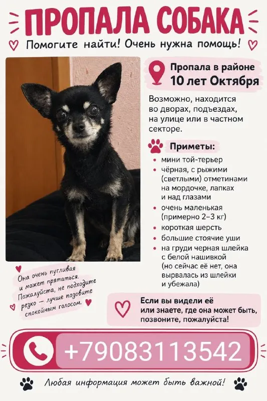 Пропала собака, мини-той-терьер в Омске — фото для опознания, база потерянных питомцев Pathfinder