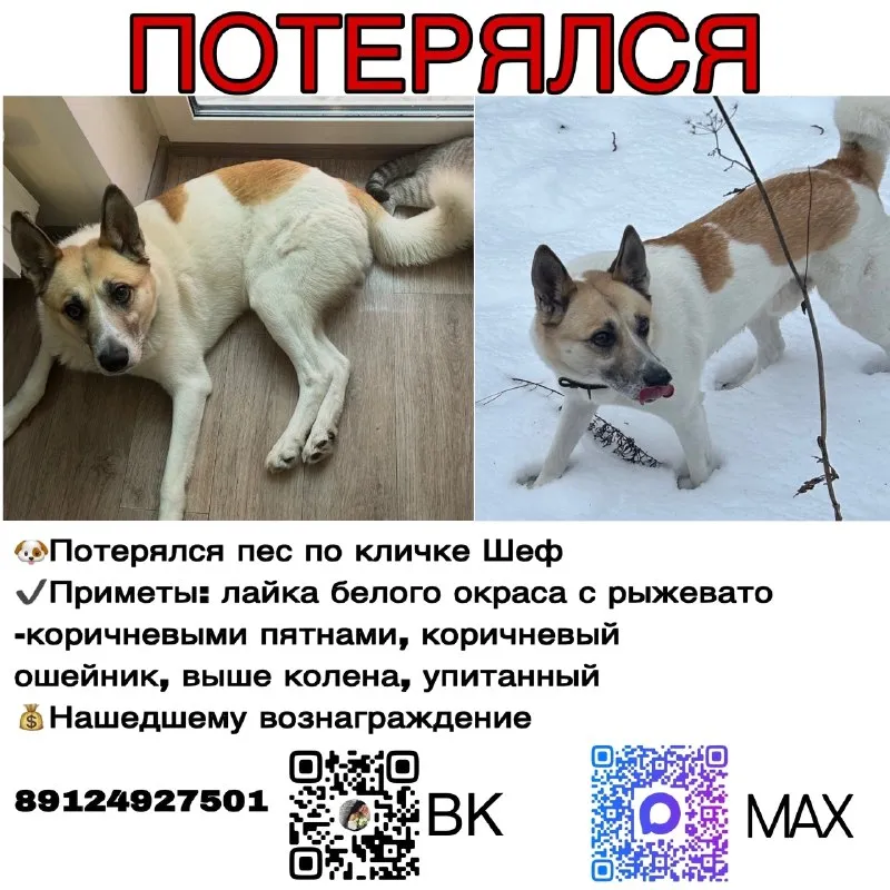 Пропала собака — город Усть-Курашим — фото для опознания, база потерянных питомцев Pathfinder