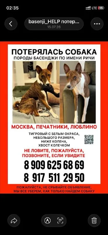 Пропала собака, басенджи в Москве — фото для опознания, база потерянных питомцев Pathfinder