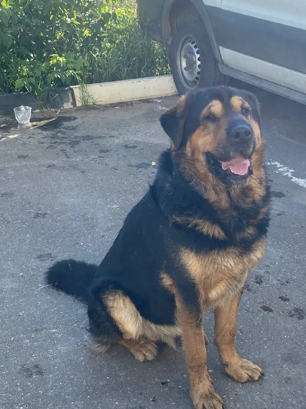 Найдена собака — город Раменское — фото для опознания, база потерянных питомцев Pathfinder