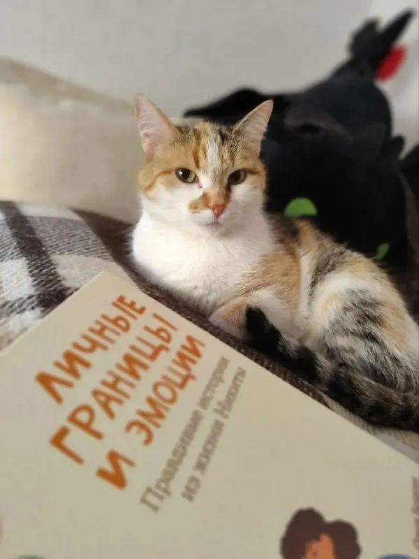 Пропала кошка в Москве — фото для опознания, база потерянных питомцев Pathfinder