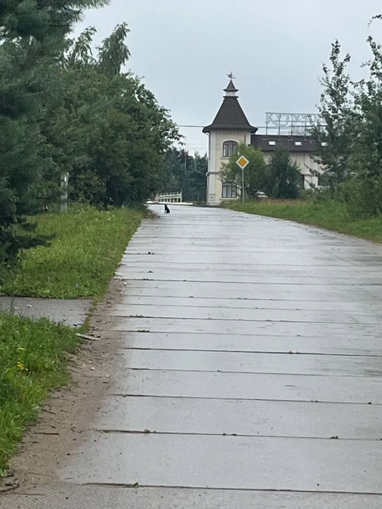 Найдена собака, дворняжка — город Каменное Тяжино — фото для опознания, база потерянных питомцев Pathfinder
