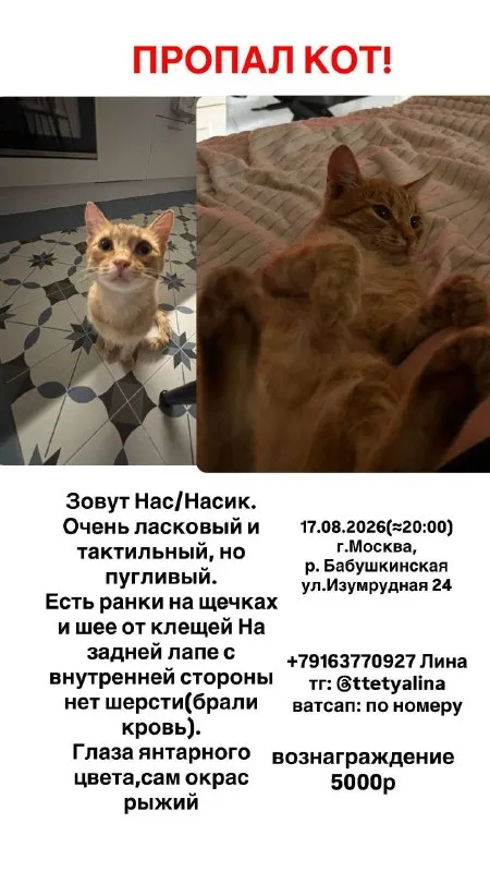 Пропала кошка в Москве — фото для опознания, база потерянных питомцев Pathfinder