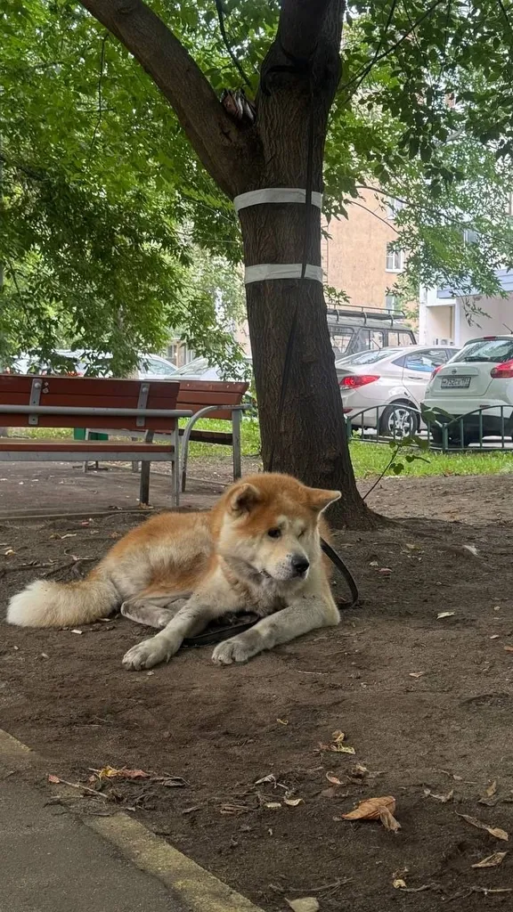 Найдена собака, акита ину в Москве — фото для опознания, база потерянных питомцев Pathfinder