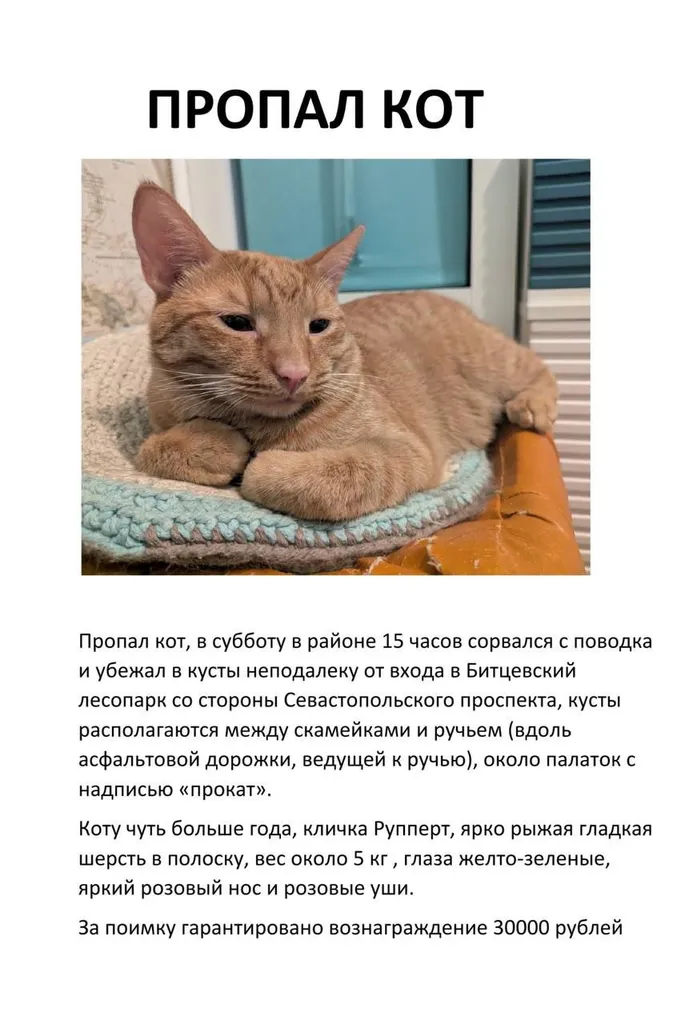 Пропала кошка в Москве — фото для опознания, база потерянных питомцев Pathfinder