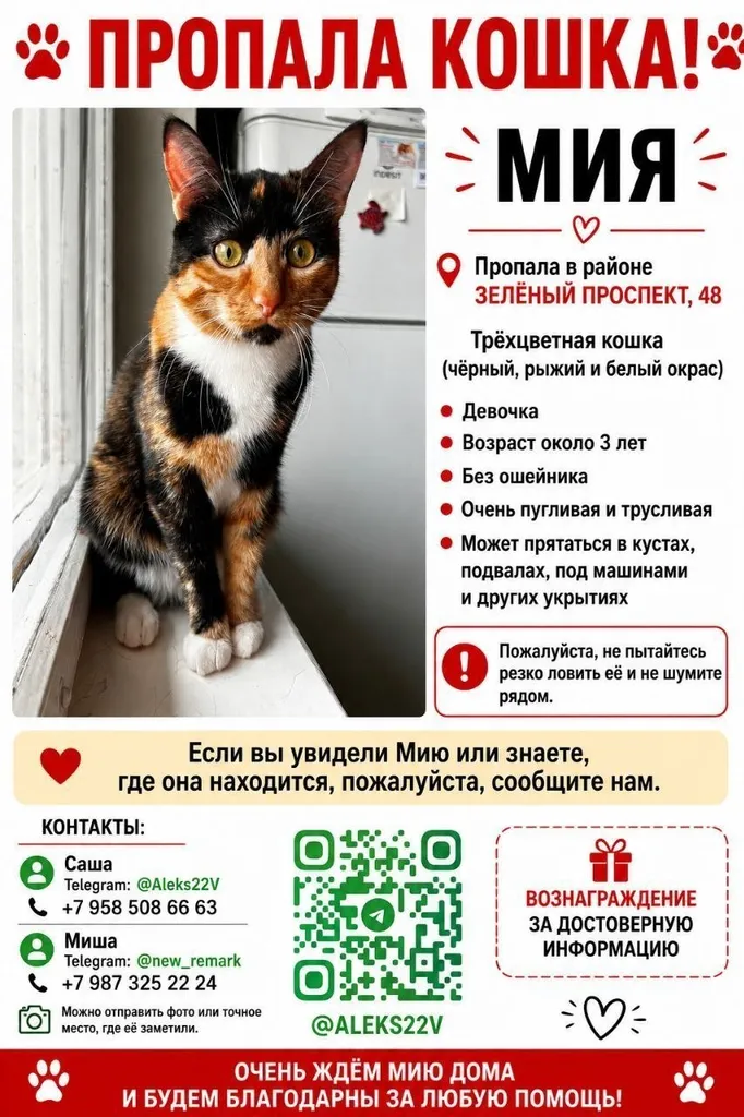 Пропала кошка в Москве — фото для опознания, база потерянных питомцев Pathfinder