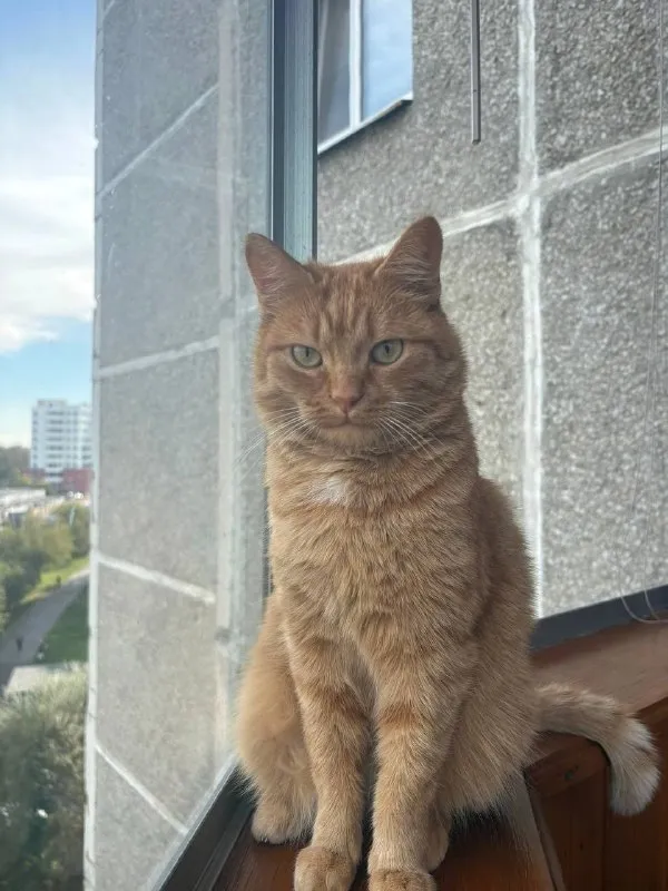 Найдена кошка — город Первоуральск — фото для опознания, база потерянных питомцев Pathfinder