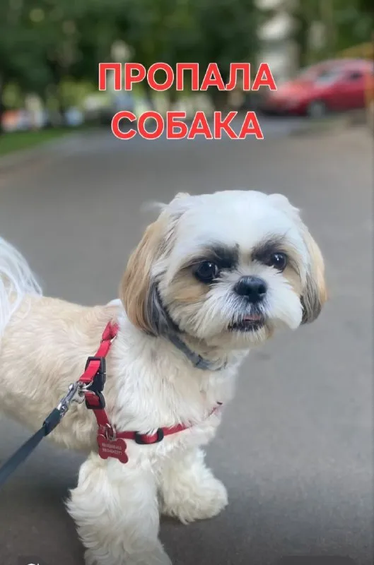 Пропала собака, ши-тцу — город Троицк — фото для опознания, база потерянных питомцев Pathfinder