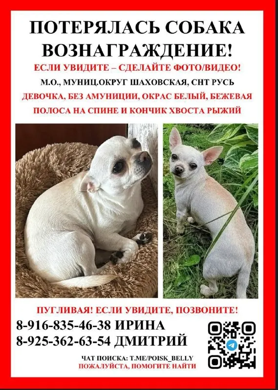 Пропала собака, чихуахуа в Москве — фото для опознания, база потерянных питомцев Pathfinder