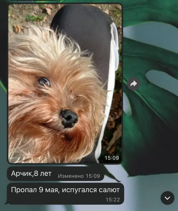 Пропала собака, йоркширский терьер — город Реутов — фото для опознания, база потерянных питомцев Pathfinder