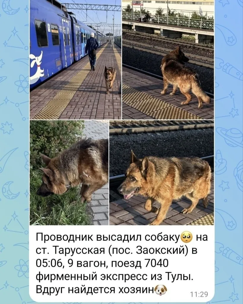 Найдена собака, овчарка — город Заокский — фото для опознания, база потерянных питомцев Pathfinder