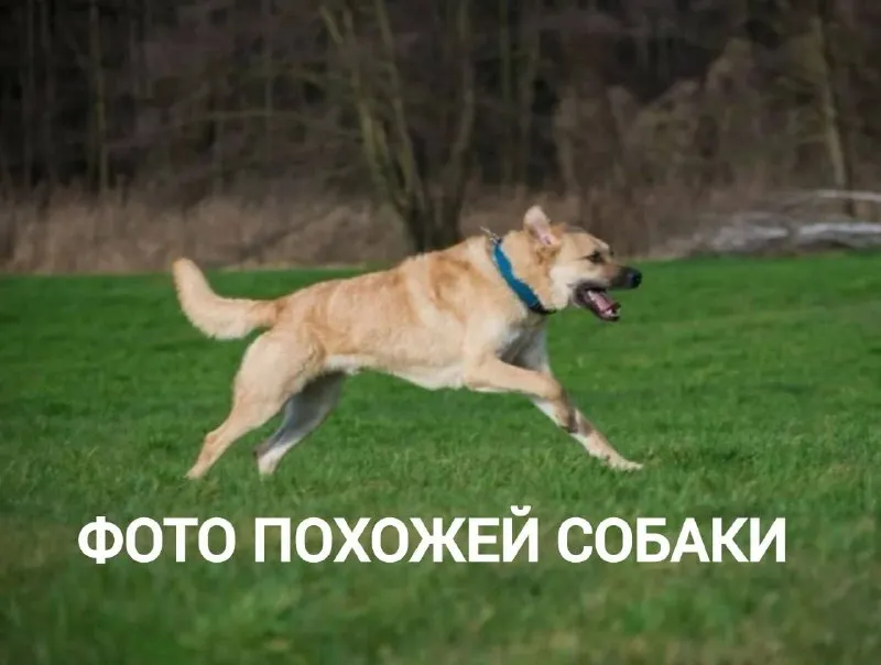 Найдена собака в Москве — фото для опознания, база потерянных питомцев Pathfinder