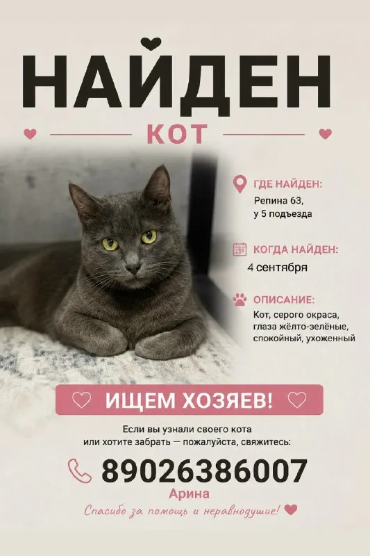 Ищет дом кошка в Перми — фото для опознания, база потерянных питомцев Pathfinder