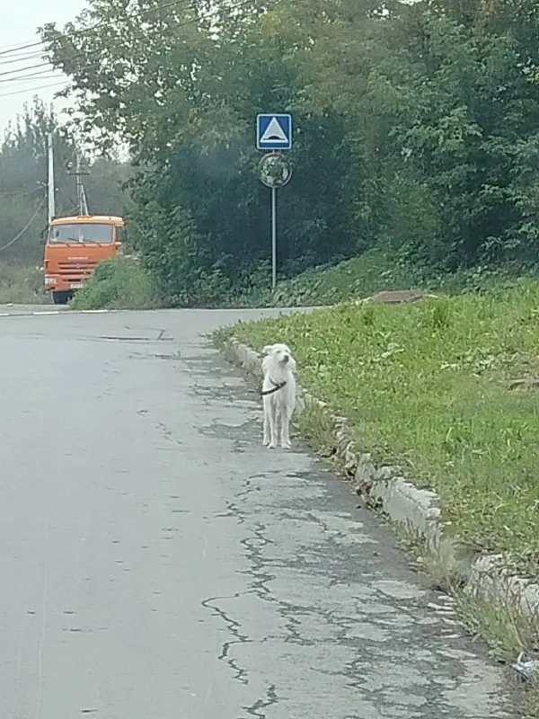 Найдена собака в Екатеринбурге — фото для опознания, база потерянных питомцев Pathfinder