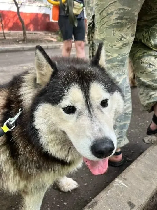 Найдена собака, хаски в Москве — фото для опознания, база потерянных питомцев Pathfinder